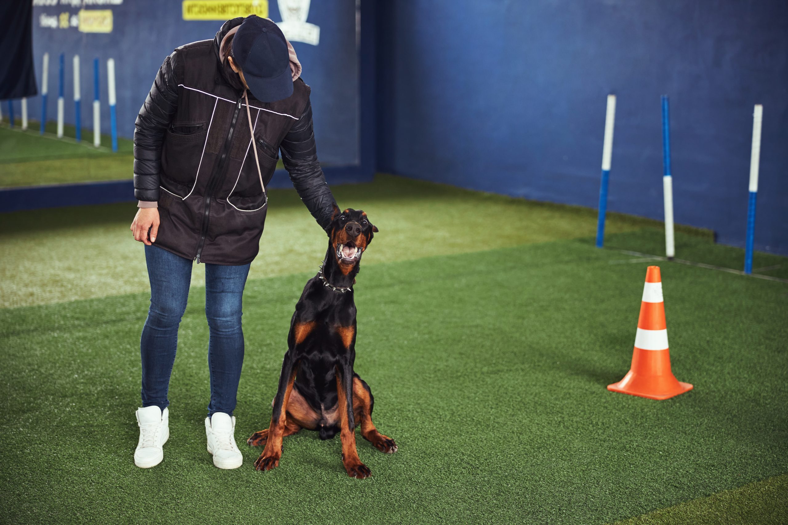 The Secrets to Successful Dog Obedience Training: Tips from the Pros